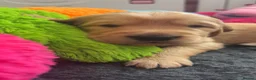 Golden Retriever dogs for sale: Pedigree Golden Retriever Puppies  - Advert 5