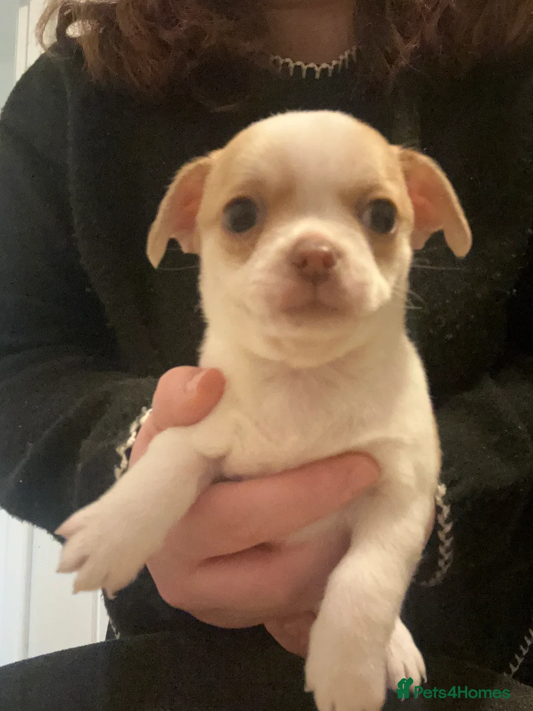 Chug dogs for sale: 2 female chug puppies - Advert 2