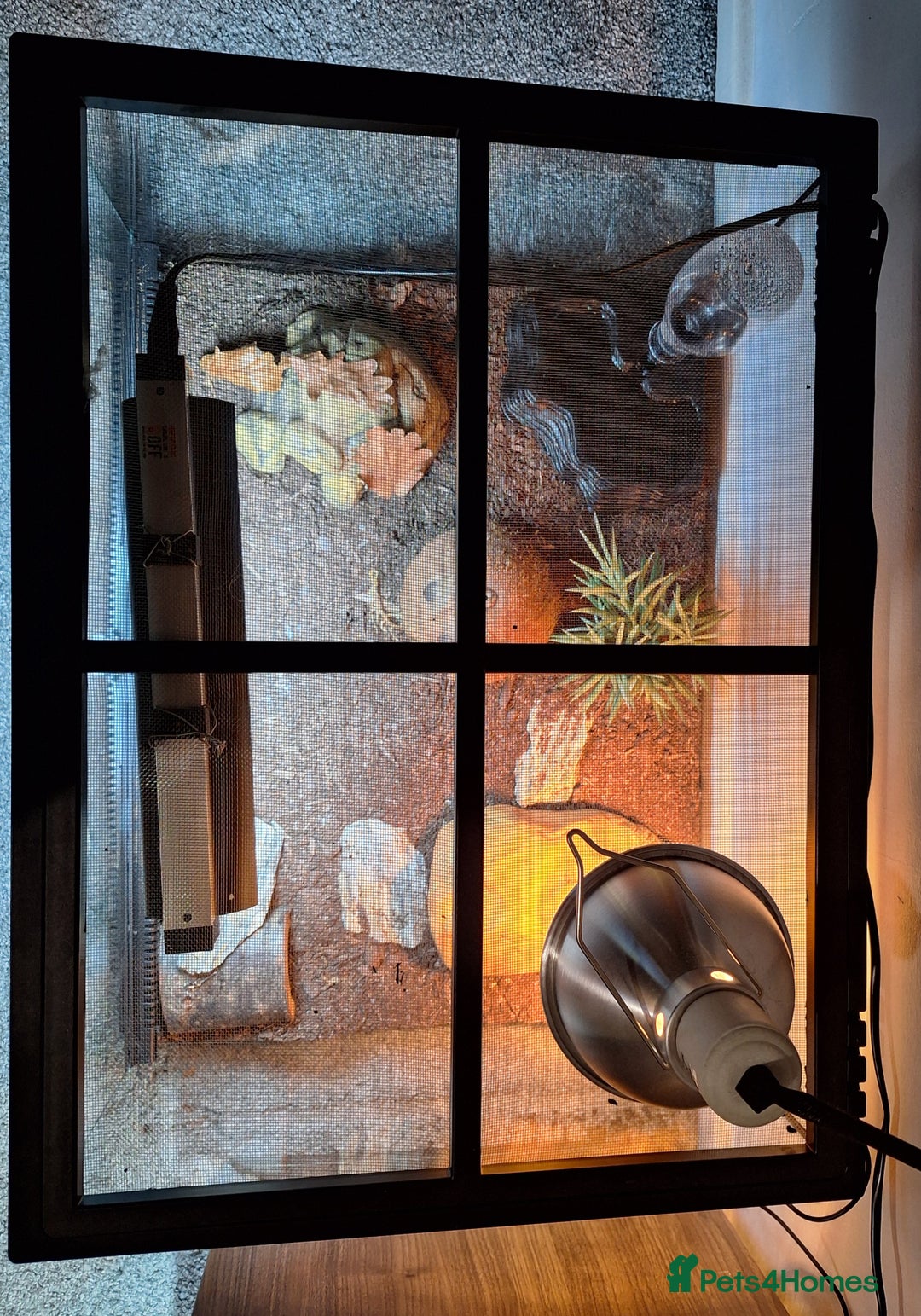 Gecko reptiles for sale: Leopard Gecko 3 month + all equipment option - Advert 5