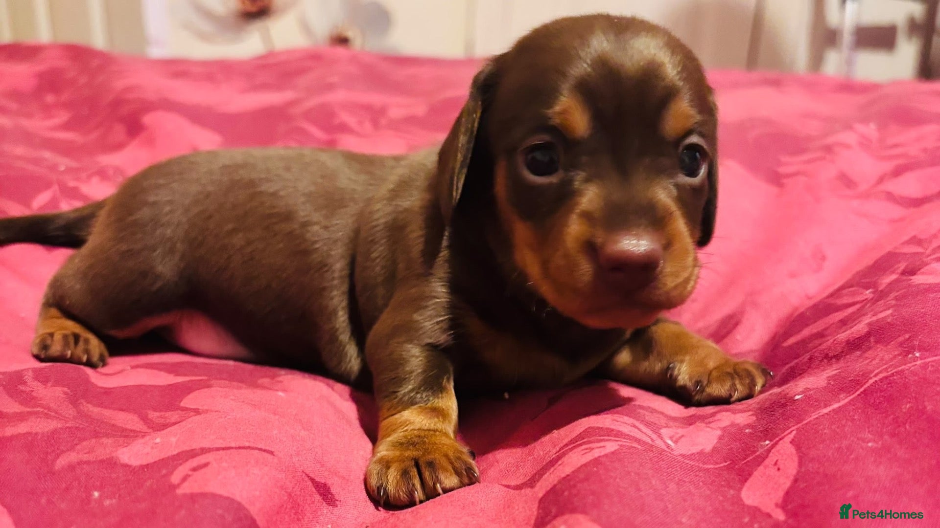 Dachshund dogs for sale: Beautiful Chocolate and Tan girls - Advert 21