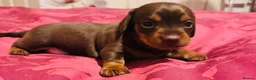 Dachshund dogs for sale: Beautiful Chocolate and Tan girls - Advert 2
