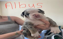 Olde English Bulldogge dogs for sale: Old English bulldog puppies - Image 10