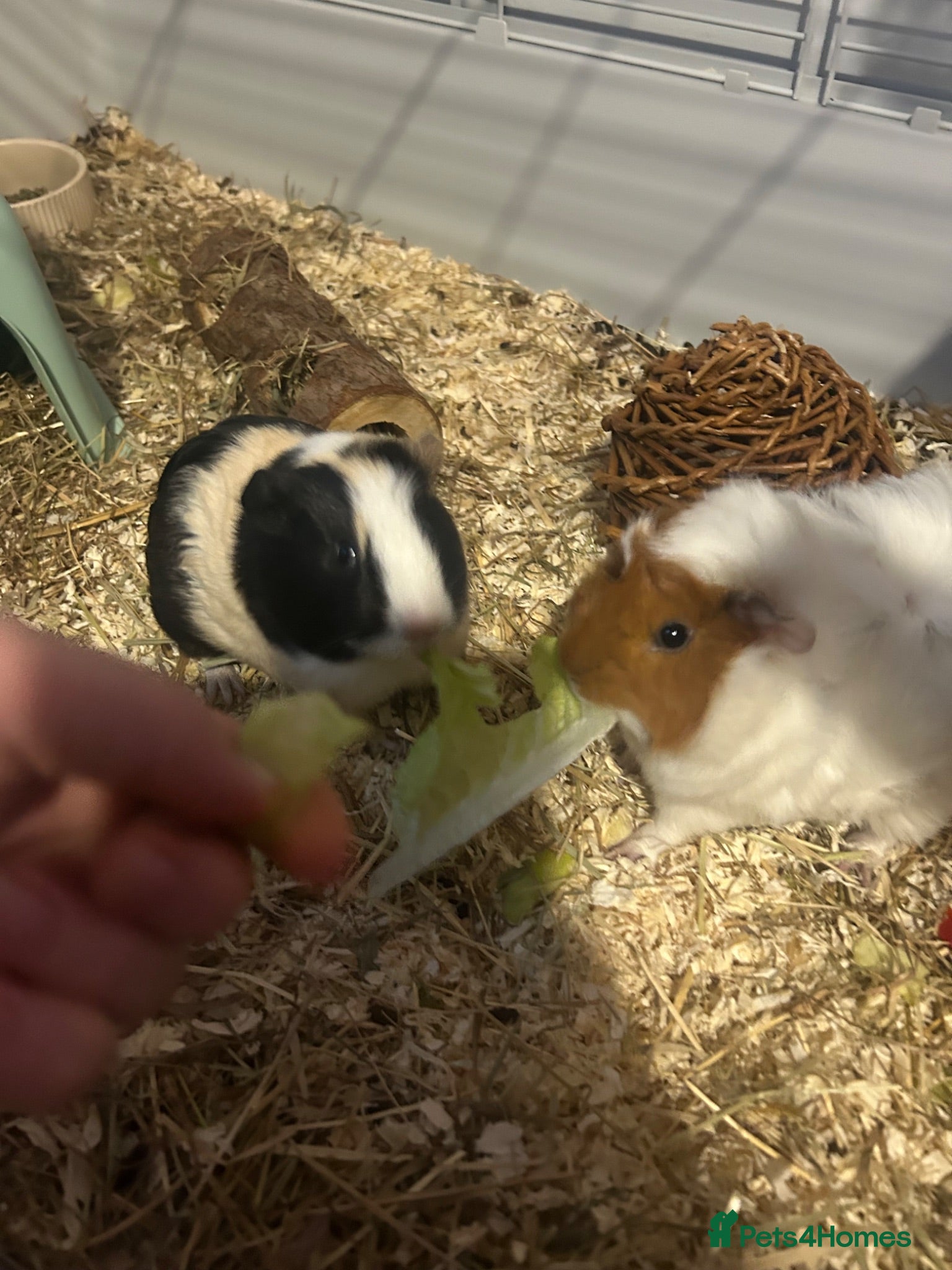 Guinea Pig rodents 2 bonded Female Guinea Pigs - 9 months old  - Advert 1