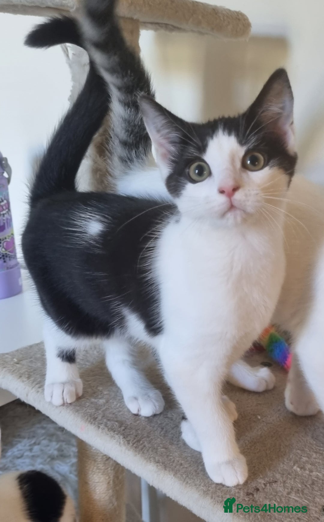 Mixed Breed cats for sale: 1 girl left of litter, ready for new home.  - Image 2