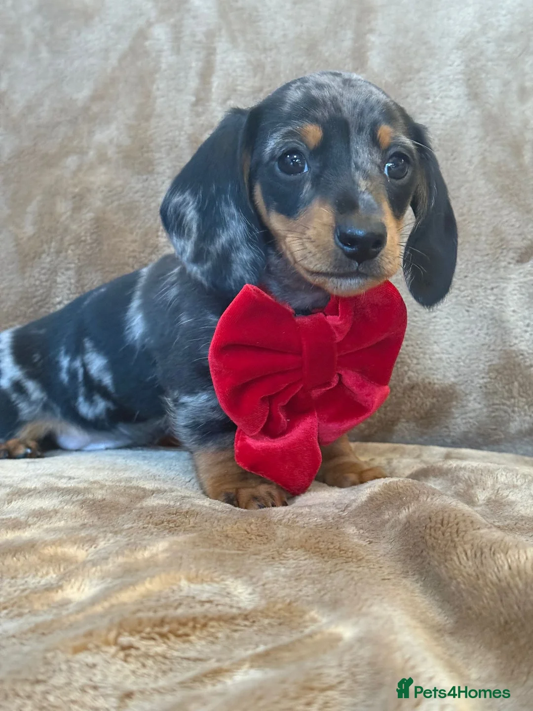 Miniature Dachshund dogs for sale: KC Reg TINY Miniatures from Kaninchen parents  - Advert 5