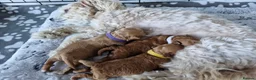 Maltipoo dogs for sale: Beautiful maltipoo babies are looking for homes.. - Advert 9