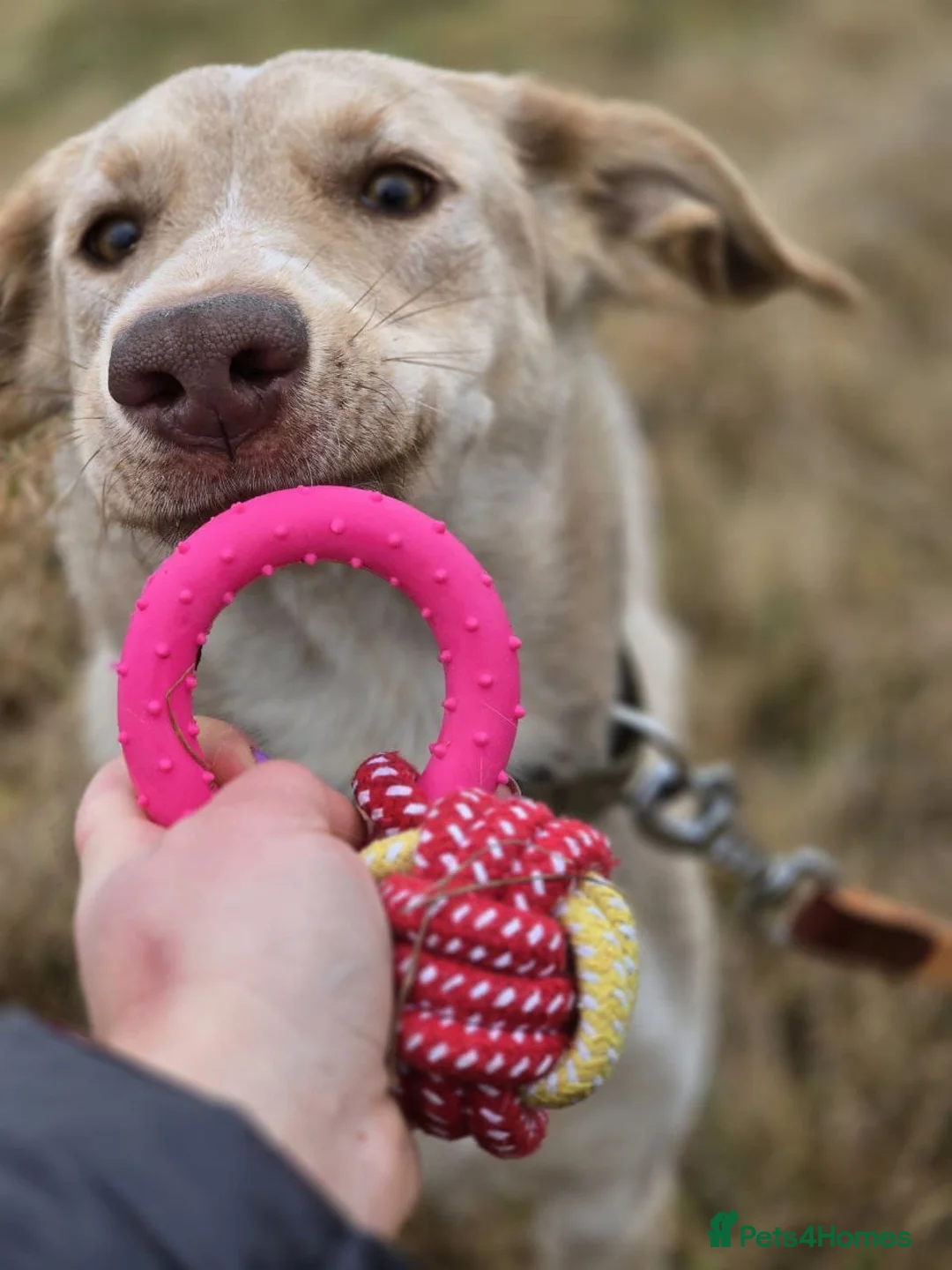 Mixed Breed dogs for adoption: URGENT: ❤️Jena❤️- amazing a 1 year old girl - Advert 14