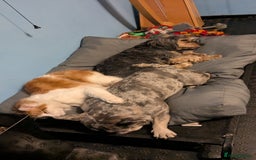 British Longhair cats for sale: Bean is looking for a new home  - Image 3