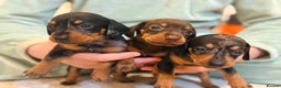 Dachshund dogs for sale: ⭐️LAST BOY AVAILABLE- Mini dachshunds pups⭐️ - Advert 15