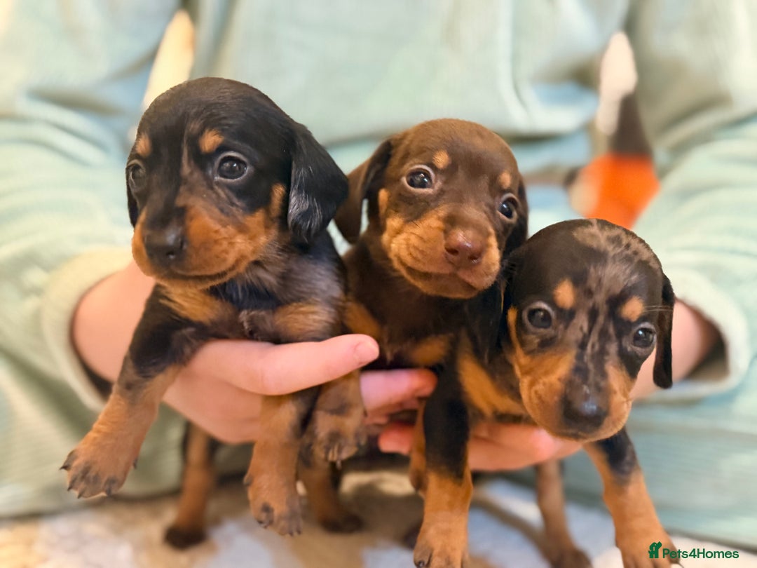 Dachshund dogs for sale: ⭐️LAST BOY AVAILABLE- Mini dachshunds pups⭐️ - Advert 15