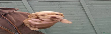 Cocker Spaniel 1