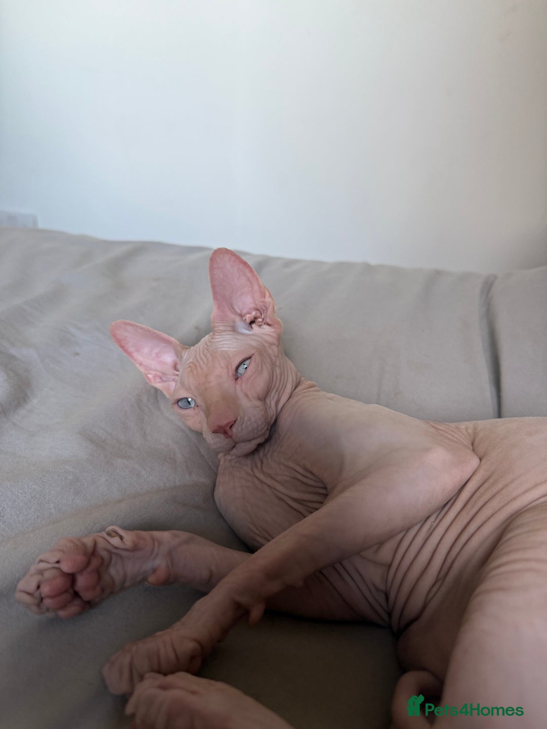 Sphynx cats for sale: Sphynx boy 2 years old  - Advert 5