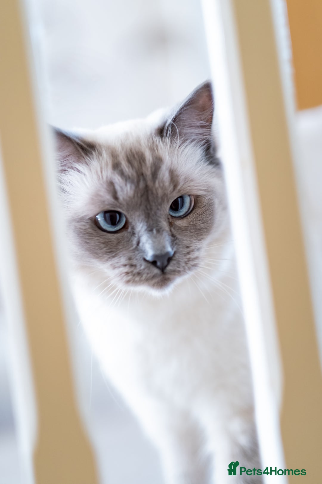 Ragdoll cats for sale: Two adorable ragdolls ready for new home  - Image 25