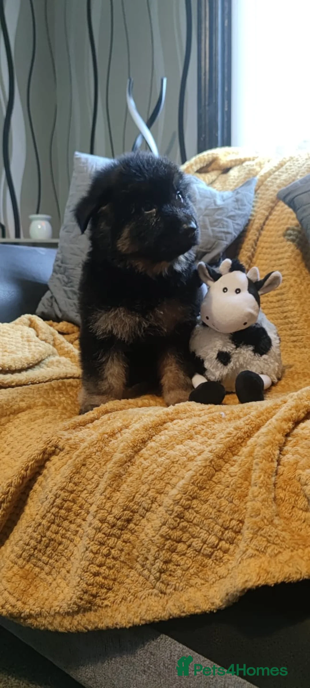 German Shepherd dogs for sale: Kc registered German shepherd puppies - Advert 10