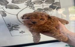 Toy Poodle dogs for sale: Deep red toy poodle puppies available 🧸  - Image 2