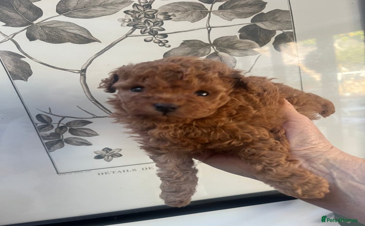 Toy Poodle dogs - Advert 1