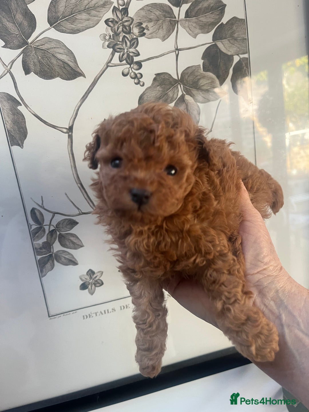 Toy Poodle dogs for sale: Deep red toy poodle puppies available 🧸  - Image 2