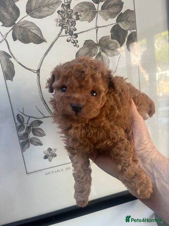 Toy Poodle dogs - Advert 1