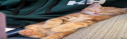 Mixed Breed cats for sale: Gorgeous ginger boys - Advert 6
