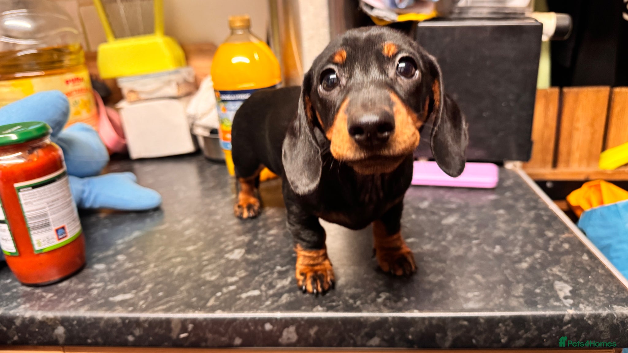 Miniature Dachshund dogs Miniature Dachshund puppies  - Advert 8