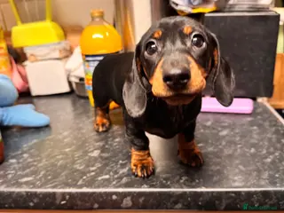 Miniature Dachshund dogs Miniature Dachshund puppies - Advert 8