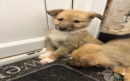 Mixed Breed dogs for sale:  German Shepherd x collie puppies for sale         - Image 2
