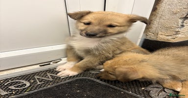 Mixed Breed dogs - Advert 4