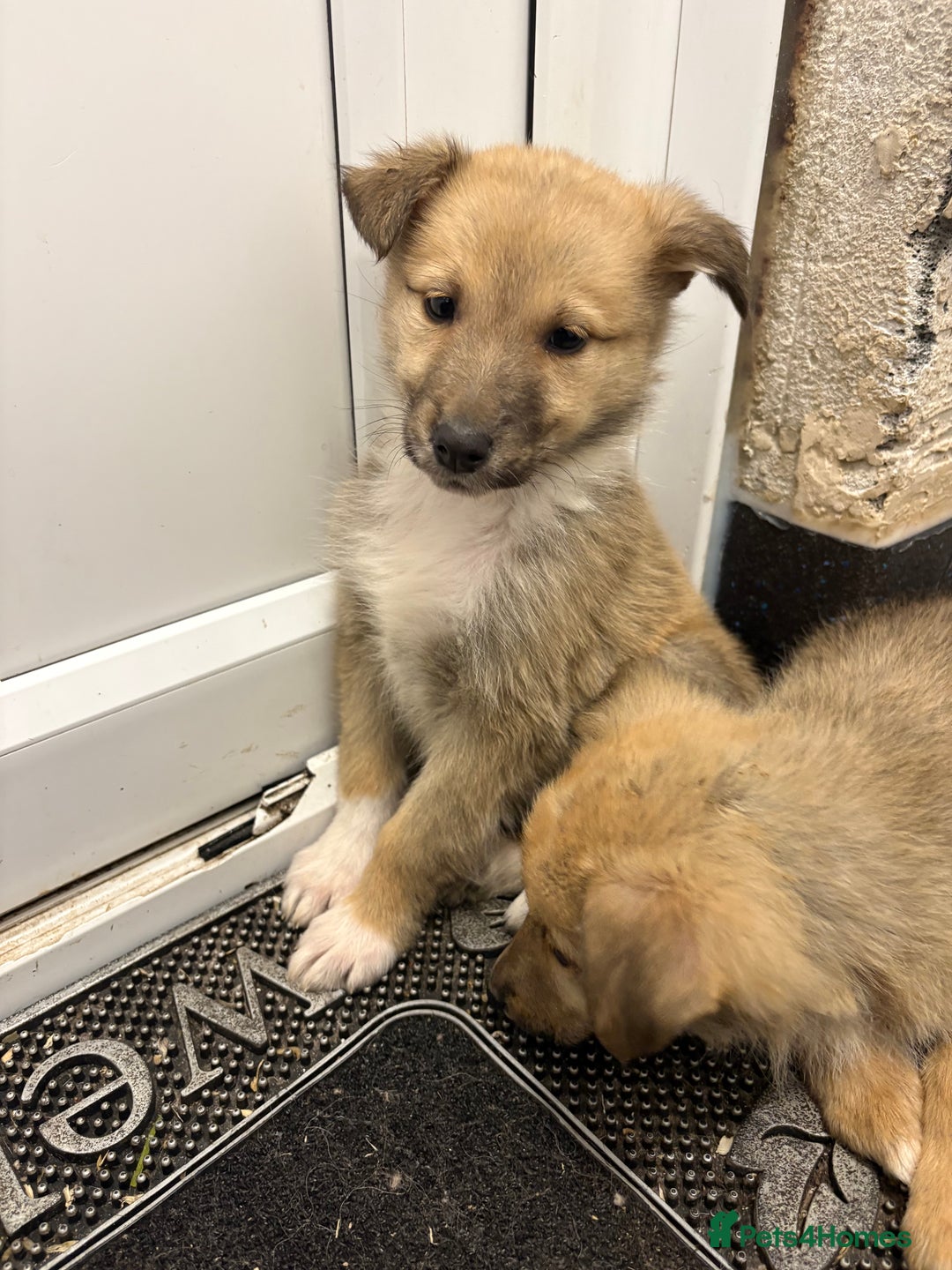 Mixed Breed dogs for sale:  German Shepherd x collie puppies for sale         - Image 2