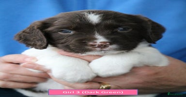 English Springer Spaniel dogs - Advert 15