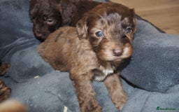 Cockapoo dogs for sale: Gorgeous cockerpoo  puppies for sale  - Image 1
