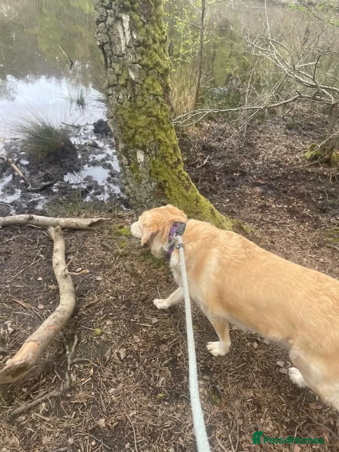 Mixed Breed dogs for adoption: Meet Honey,  currently residing in Guilford  in Guildford - Advert 7