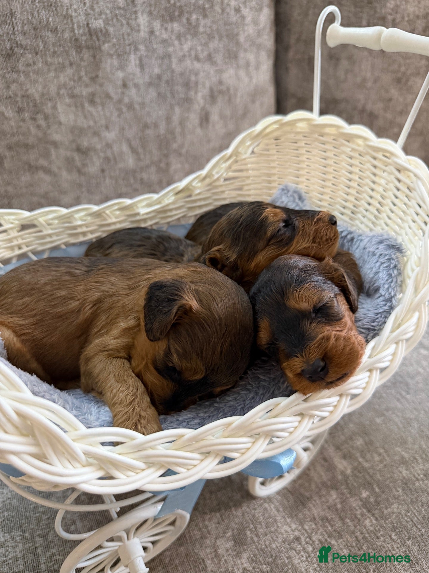 Cockapoo dogs beautiful f1 cockapoo’s - Advert 1