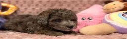 Cavapoo dogs for sale: Stunning F1B Cavapoos FULLY DNA health tested - Advert 24