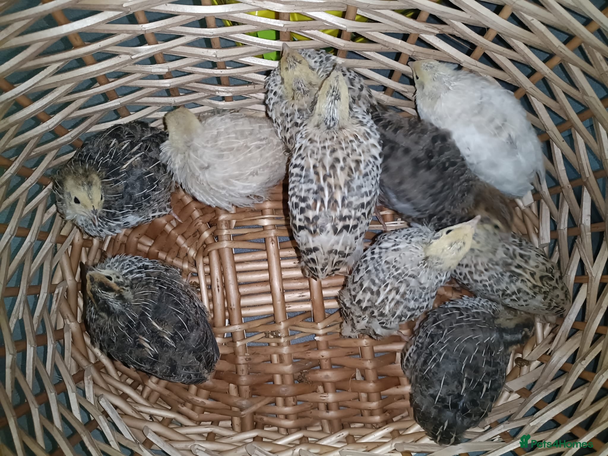 Quail poultry 3-week-old quails for sale 🐥 - Advert 11