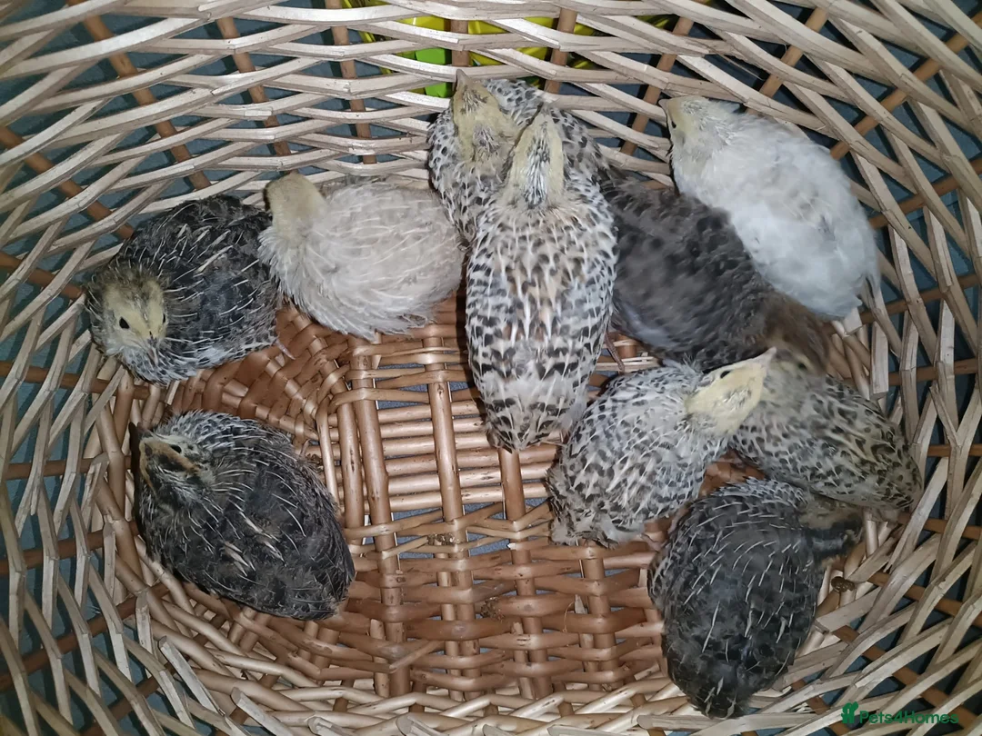 Quail poultry for sale: 3-week-old quails for sale 🐥 in Halifax - Advert 1