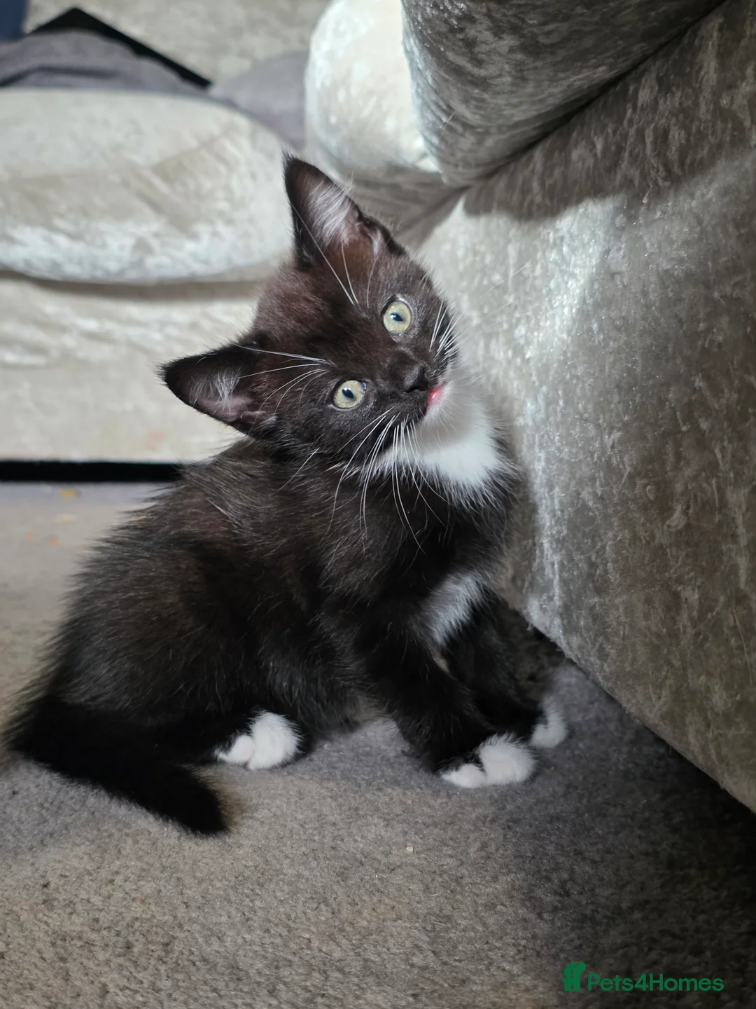 Mixed Breed cats for sale: Adorable black and white kittens - Advert 2