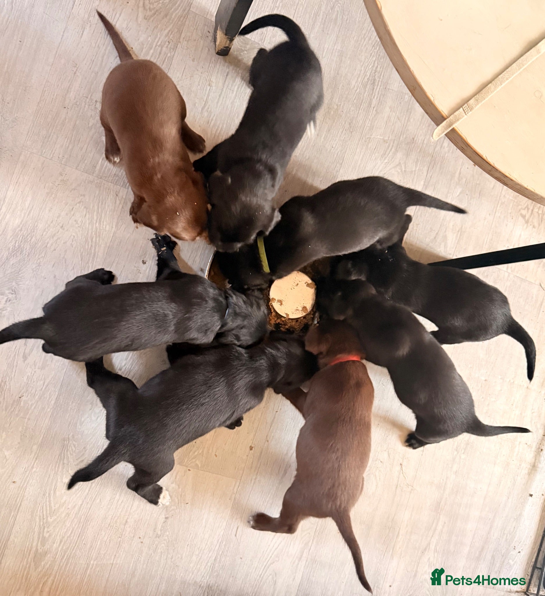 Mixed Breed dogs Adorable Puppies - Advert 1