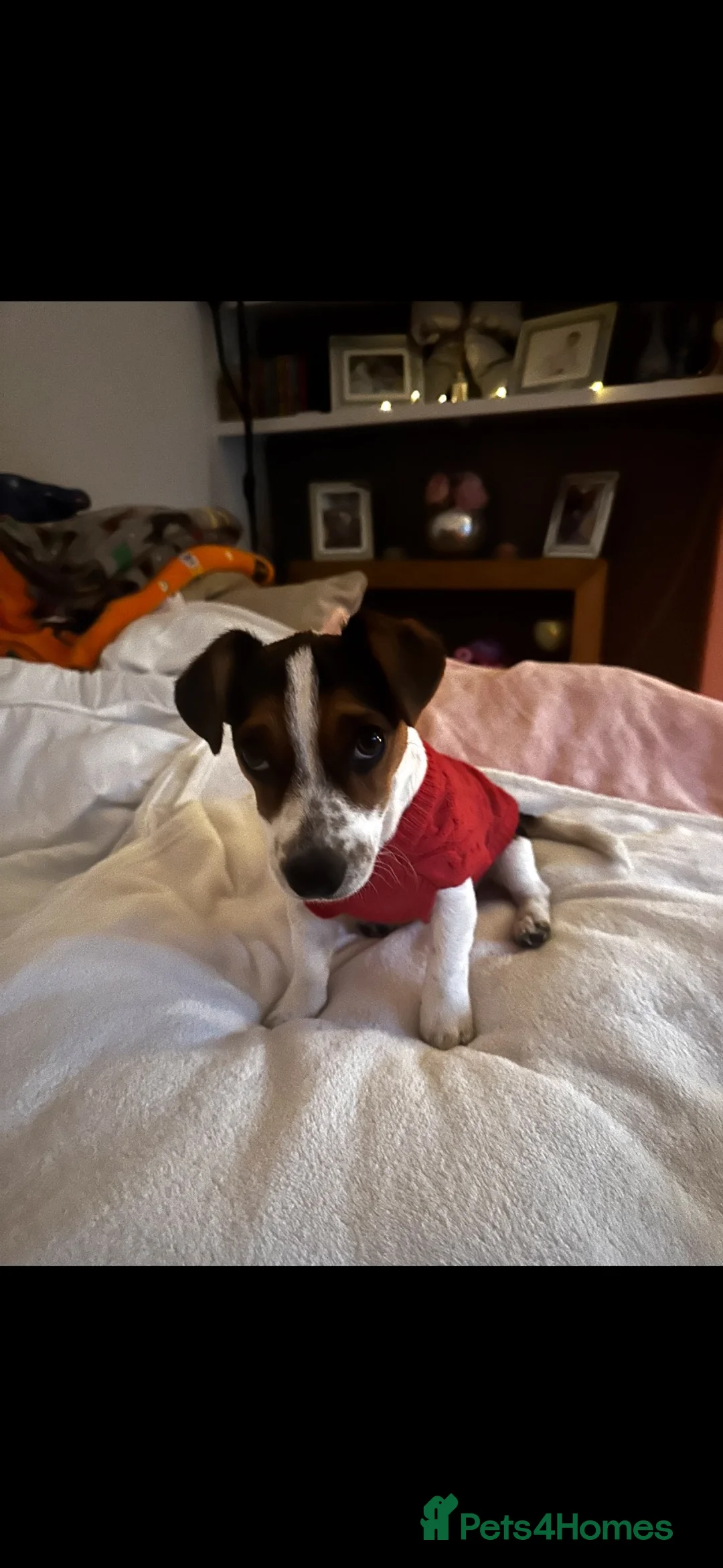 Jack Russell dogs for sale: Loving home needed for Jasper - Advert 2