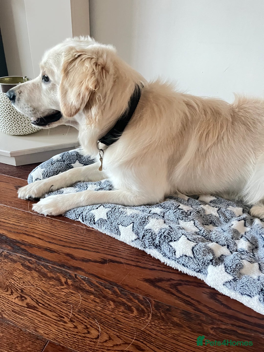 Golden Retriever dogs for sale: Golden retriever 17 month old - Image 14