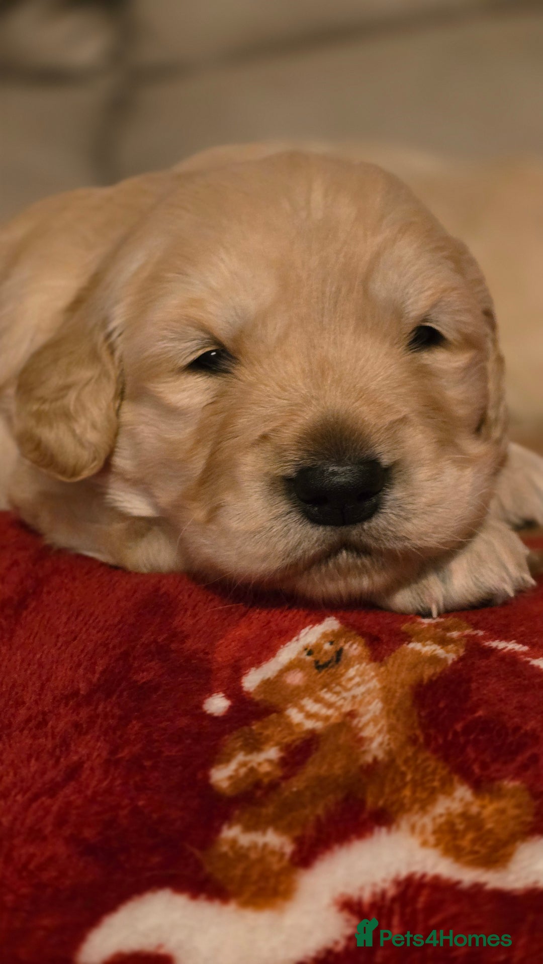 Golden Retriever dogs for sale: Chunky golden retrievers  - Advert 8