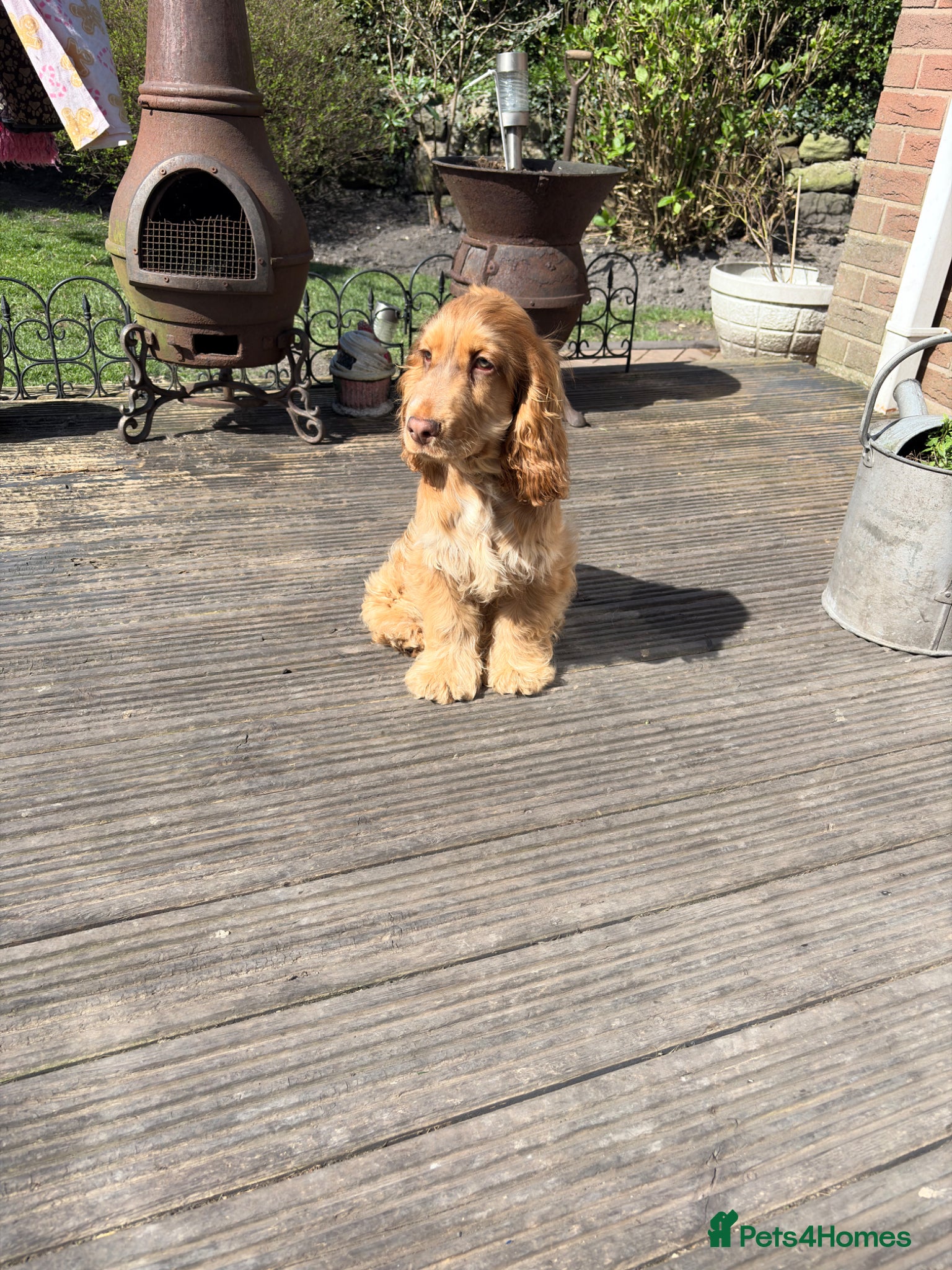 Cocker Spaniel dogs Chocolate sable show cocker male  - Advert 14