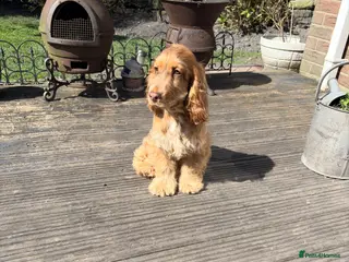 Cocker Spaniel dogs Chocolate sable show cocker male - Advert 14