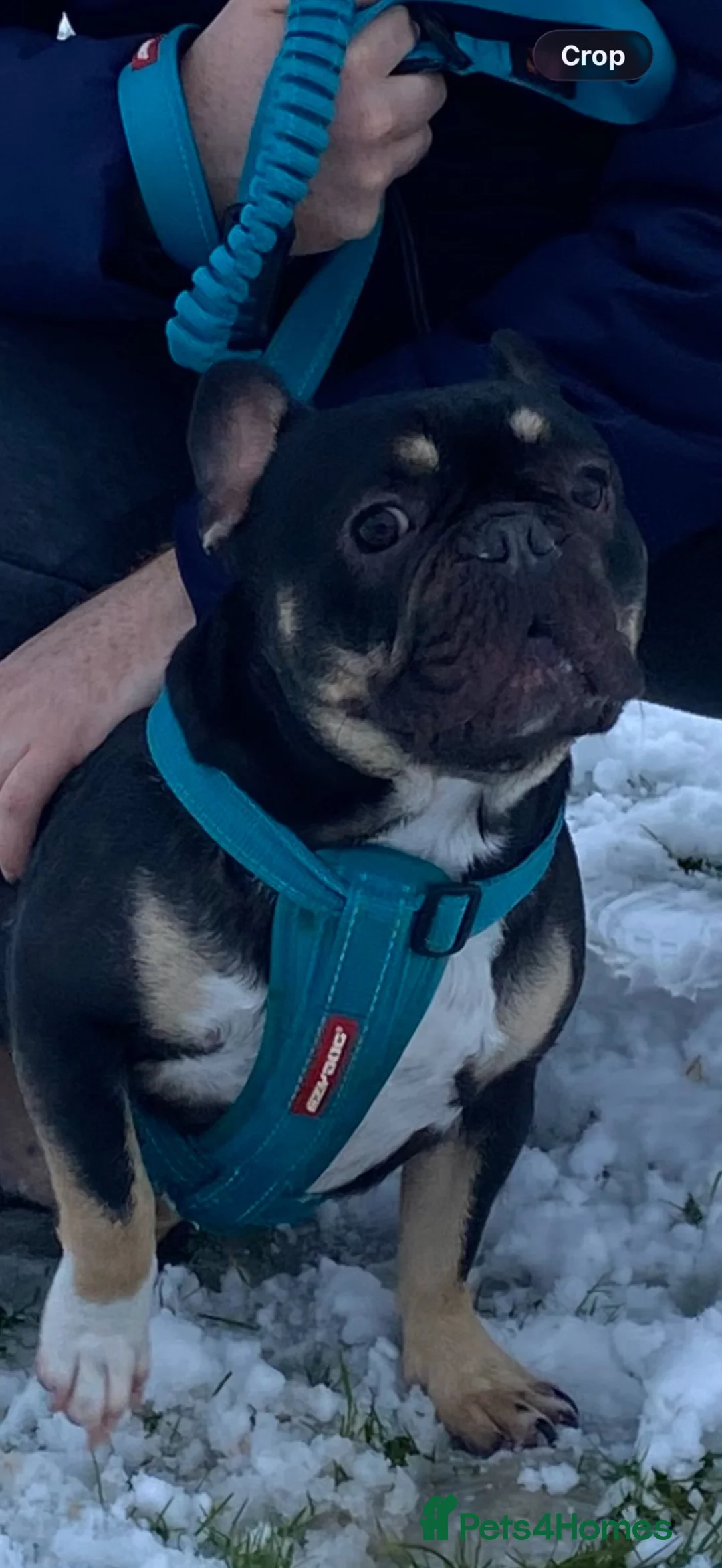 French Bulldog dogs for sale: 4 year old French bulldog  - Advert 2
