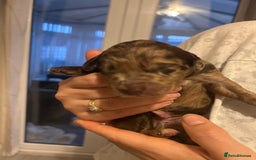 Labradoodle dogs for sale: 7 beautiful Labradoodle puppies available  - Image 21