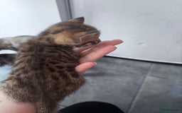 Bengal cats for sale: Bengal Kittens ready to be reserved  - Image 18