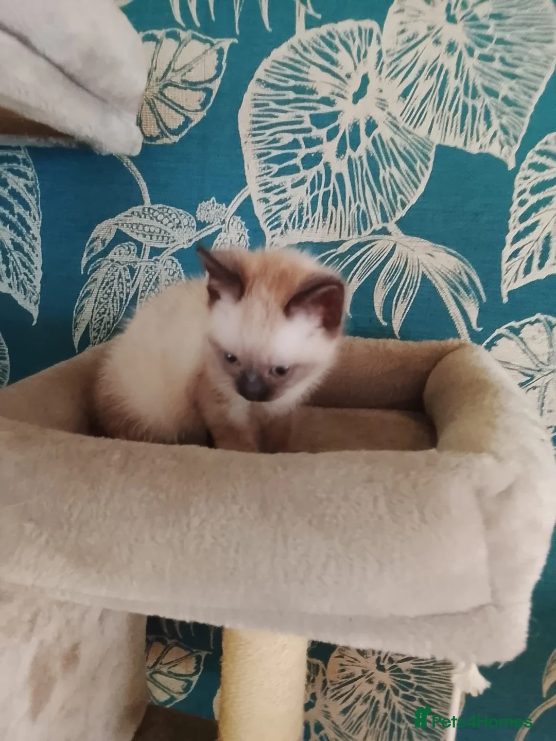 Siamese cats for sale: (1 Left)beautiful Kitten Lokking forever Home 🏡❤️ - Advert 5