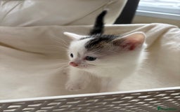 British Shorthair cats for sale: British Shorthair Kittens!  - Image 20