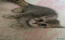 British Shorthair cats for sale: Scottish Straight/British Shorthair - Image 10