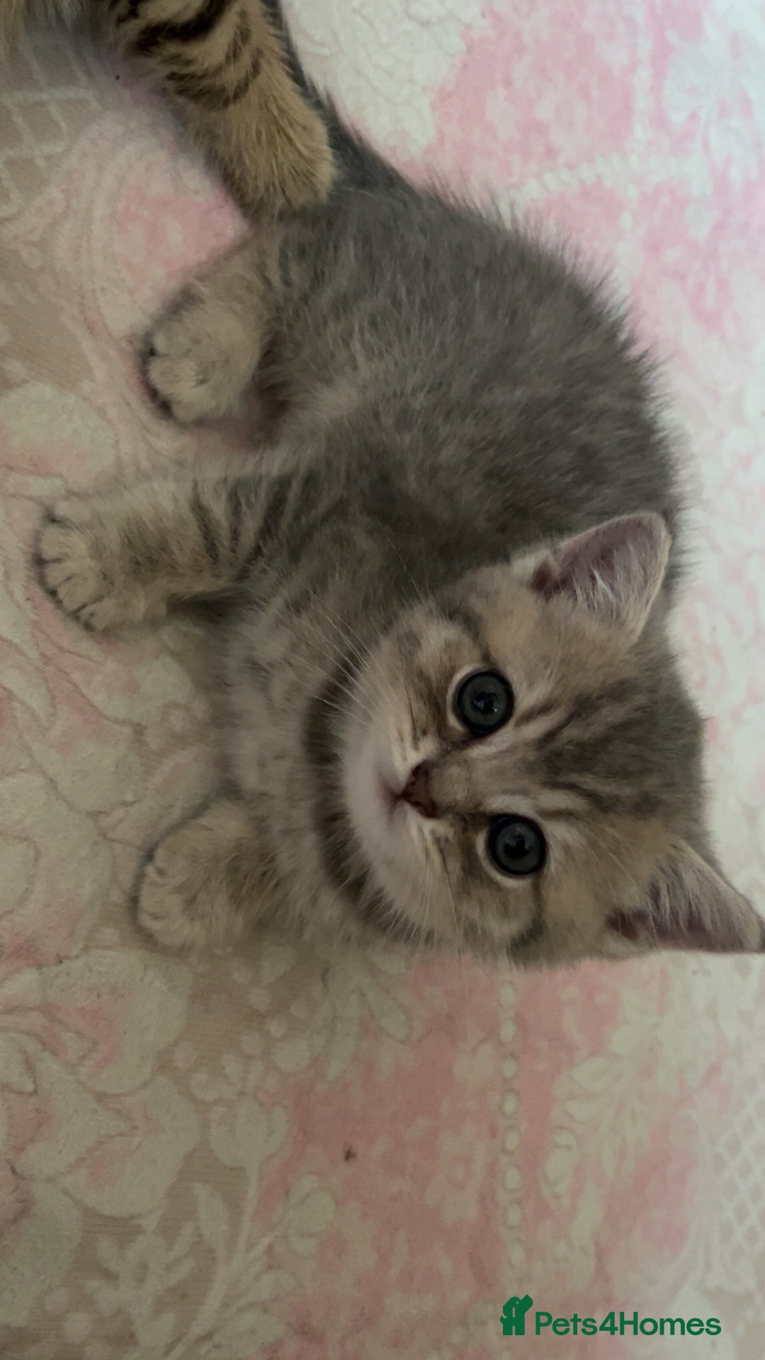 British Shorthair cats for sale: Scottish Straight/British Shorthair - Image 10