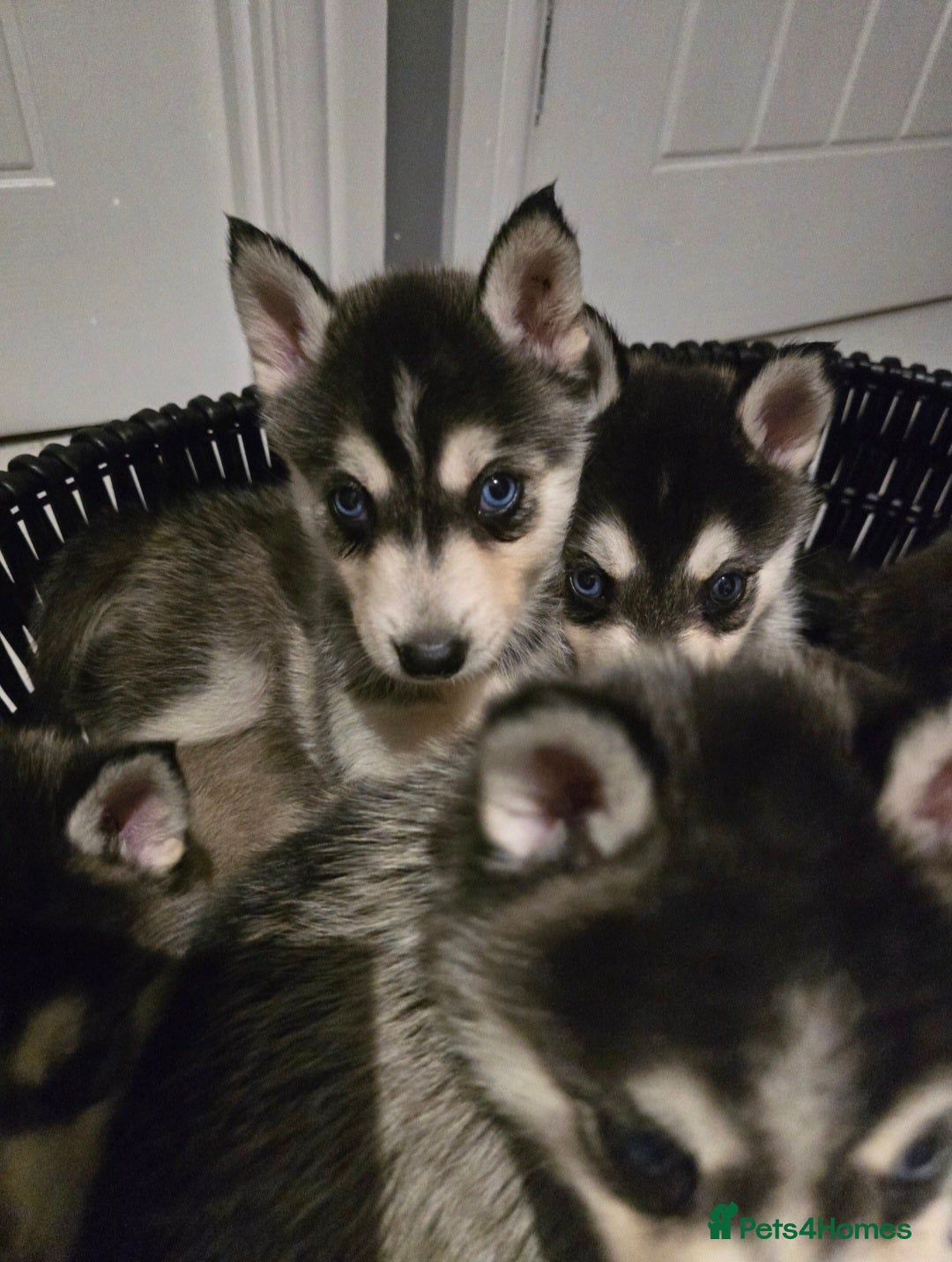 Pomsky dogs for sale: Beautiful F4 blue eyed Pomsky puppies  - Image 7